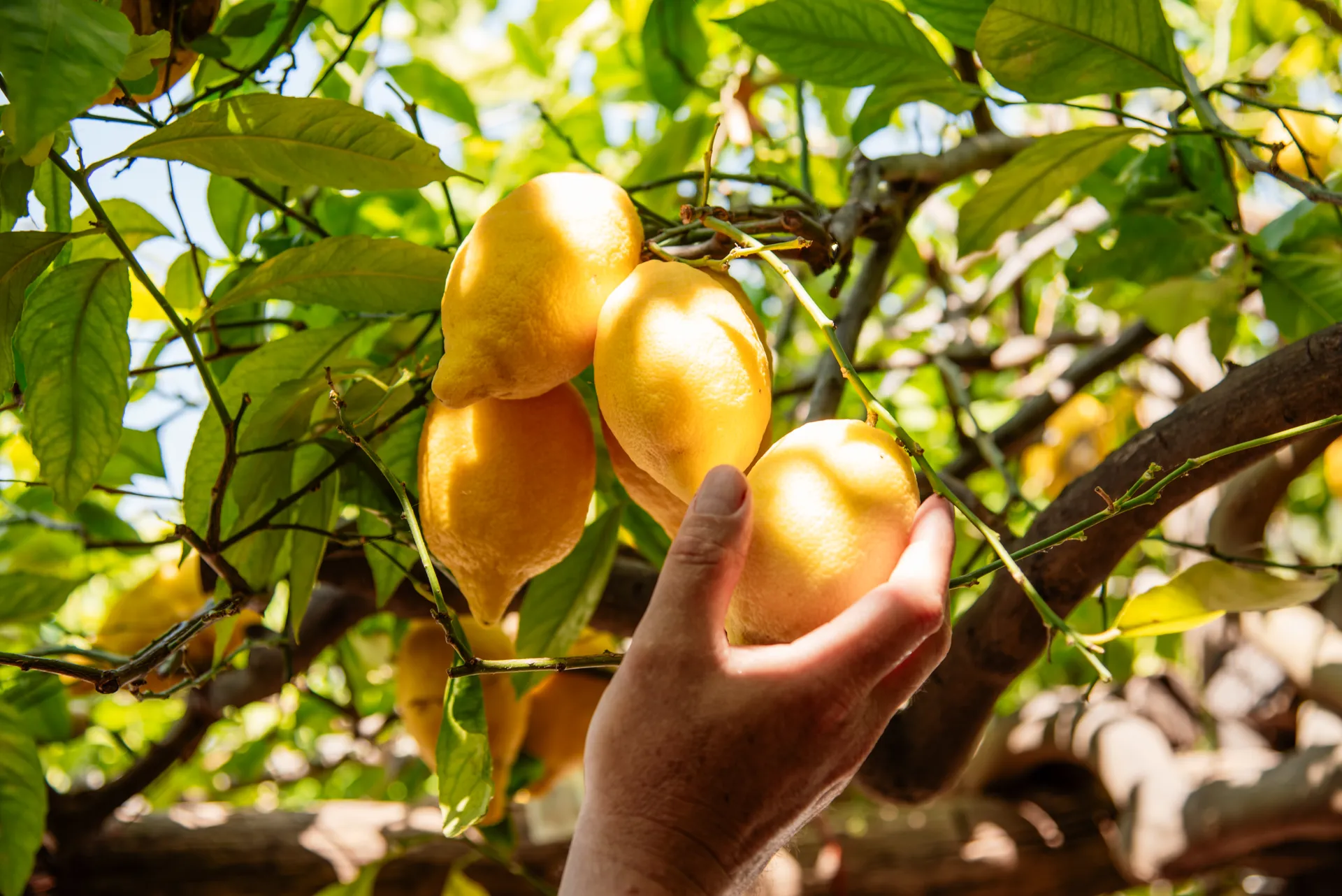 Classic Lemon Tour <span>10:15</span> - Image 4