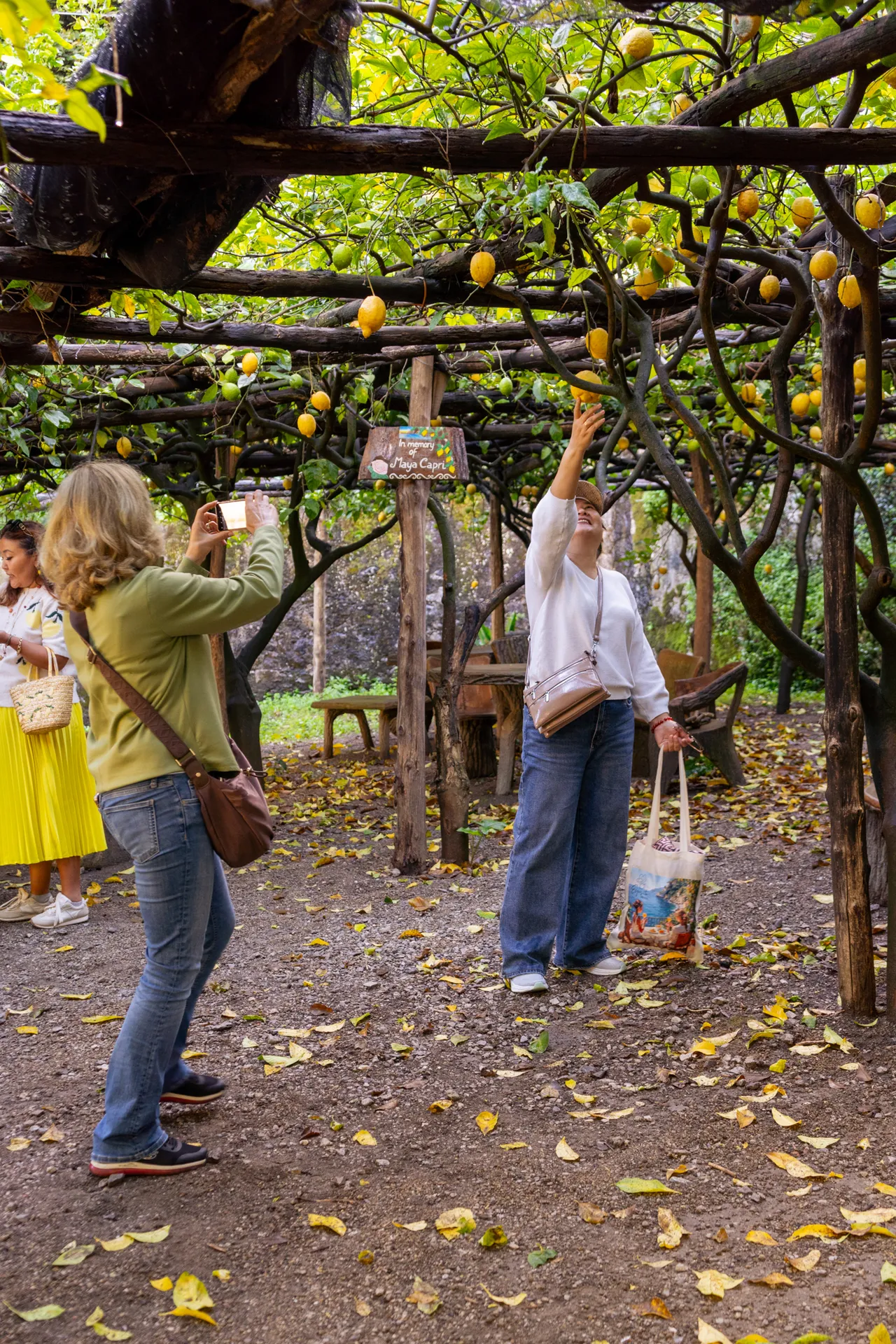 Classic Lemon Tour <span>10:15</span> - Image 6