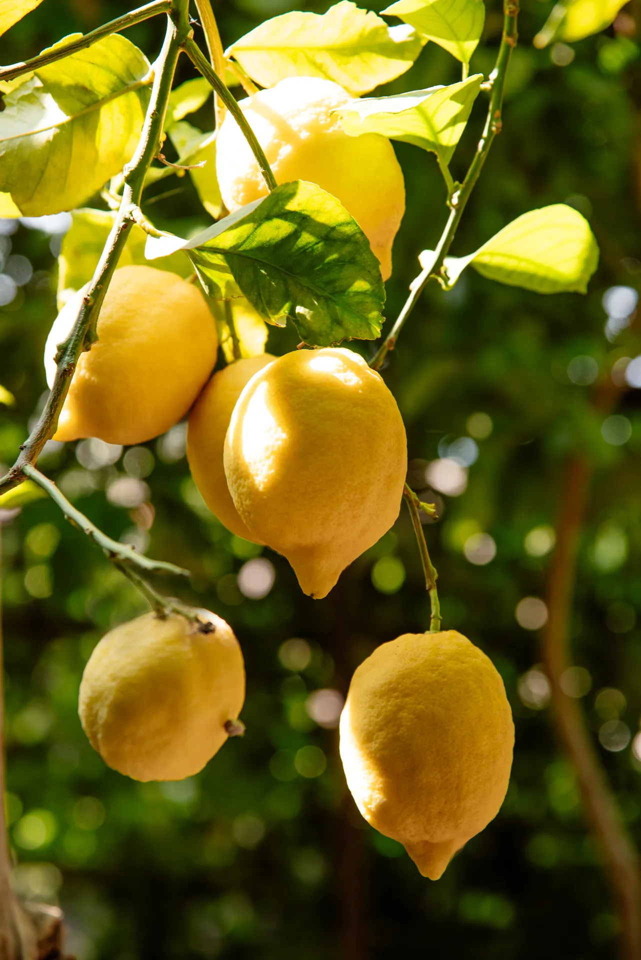 Classic Lemon Tour <span>10:15</span> - Image 2