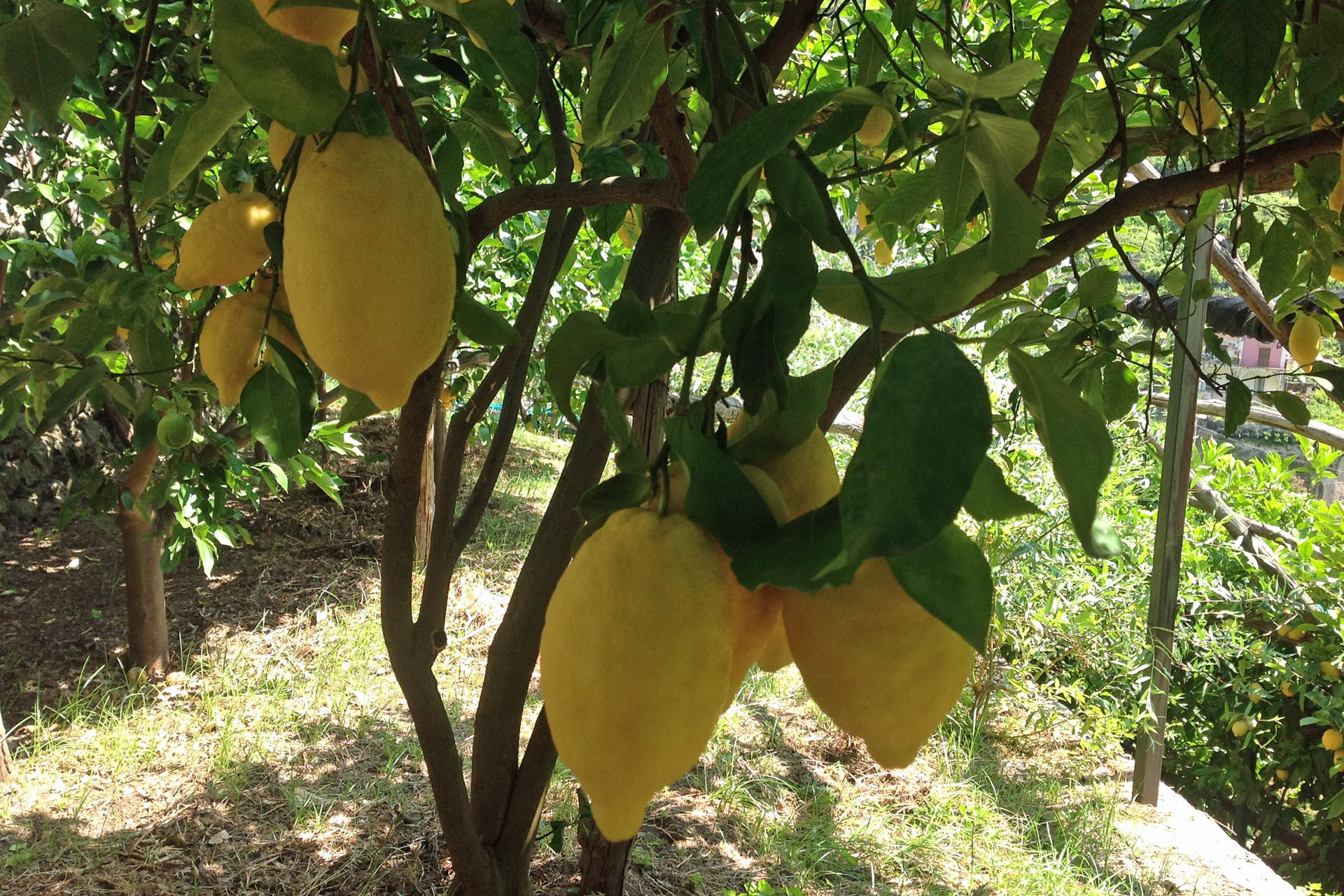 Lemon tour + Pizza lesson - Image 2