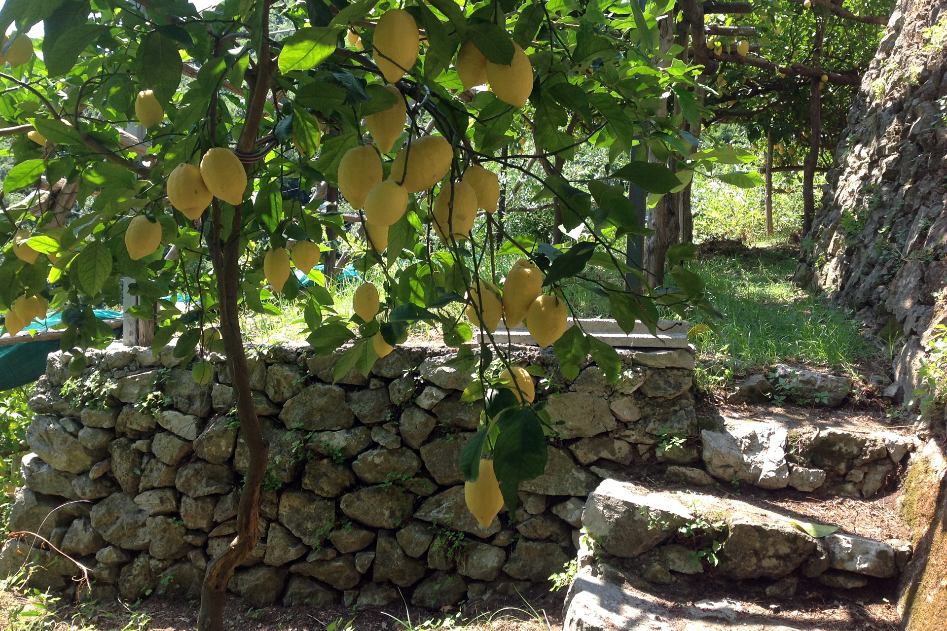 Lemon tour + Lunch - Image 4