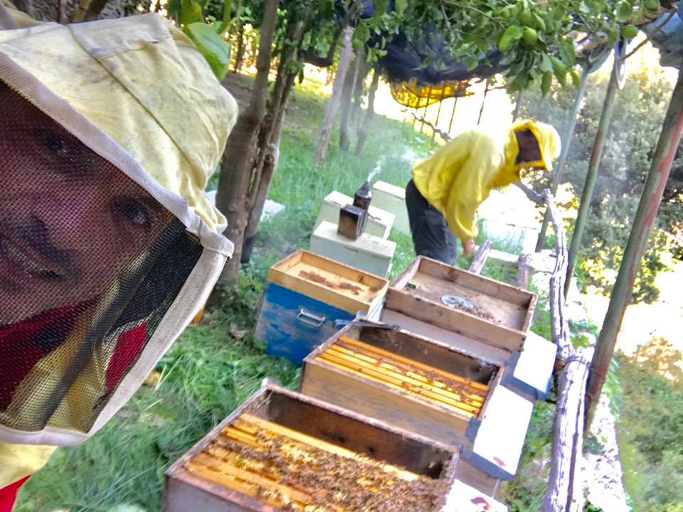 Honey Lemon Experience & Tour <span>11am</span> - Image 3