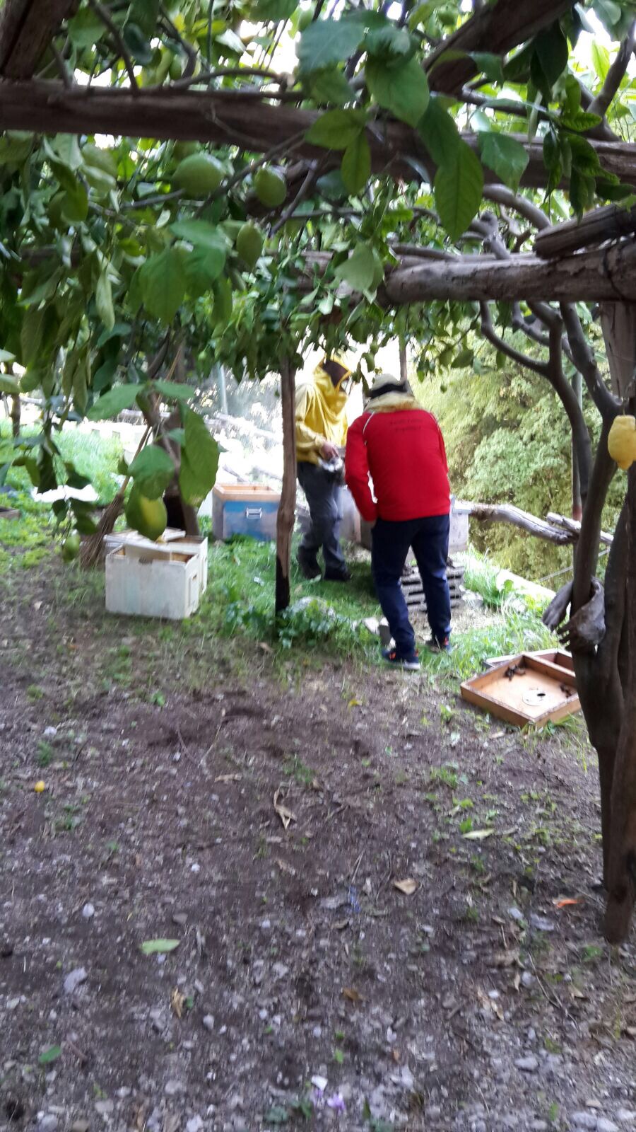 Honey Lemon Experience & Tour <span>11am</span> - Image 4