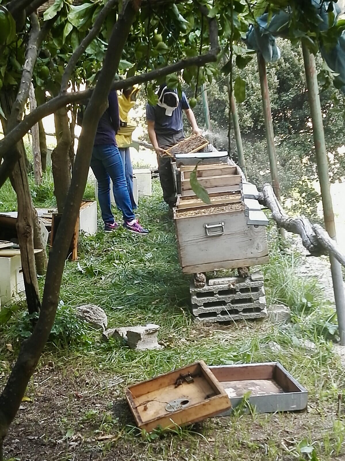 Honey Lemon Experience & Tour <span>11am</span> - Image 5