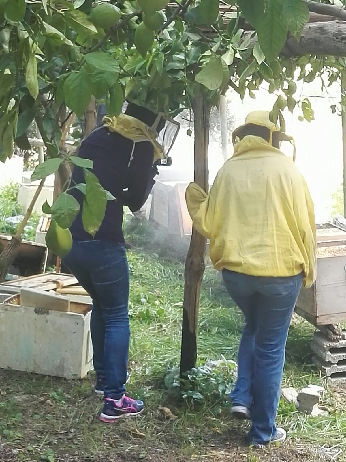 Honey Lemon Experience & Tour <span>11am</span> - Image 6