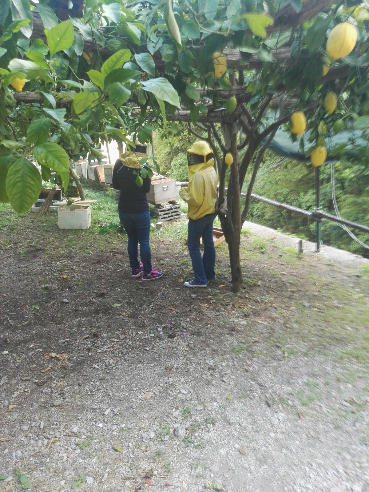 Honey Lemon Experience & Tour <span>11am</span> - Image 8
