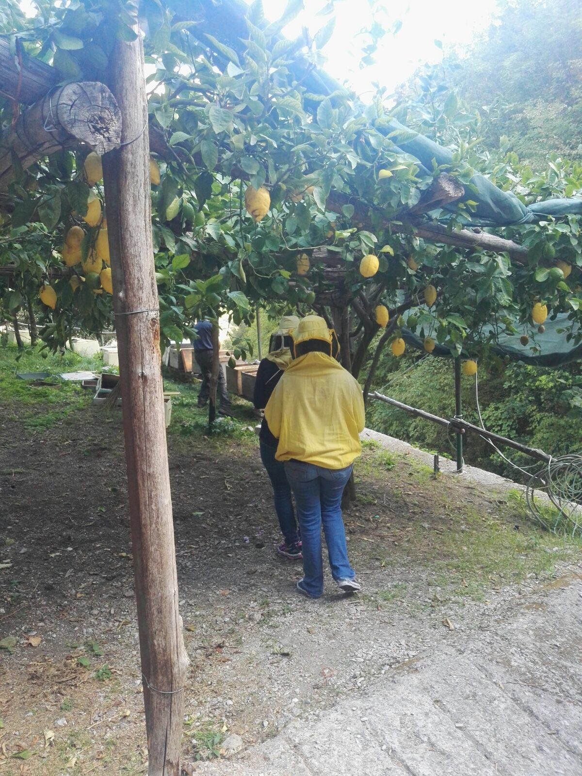 Honey Lemon Experience & Tour <span>11am</span> - Image 9
