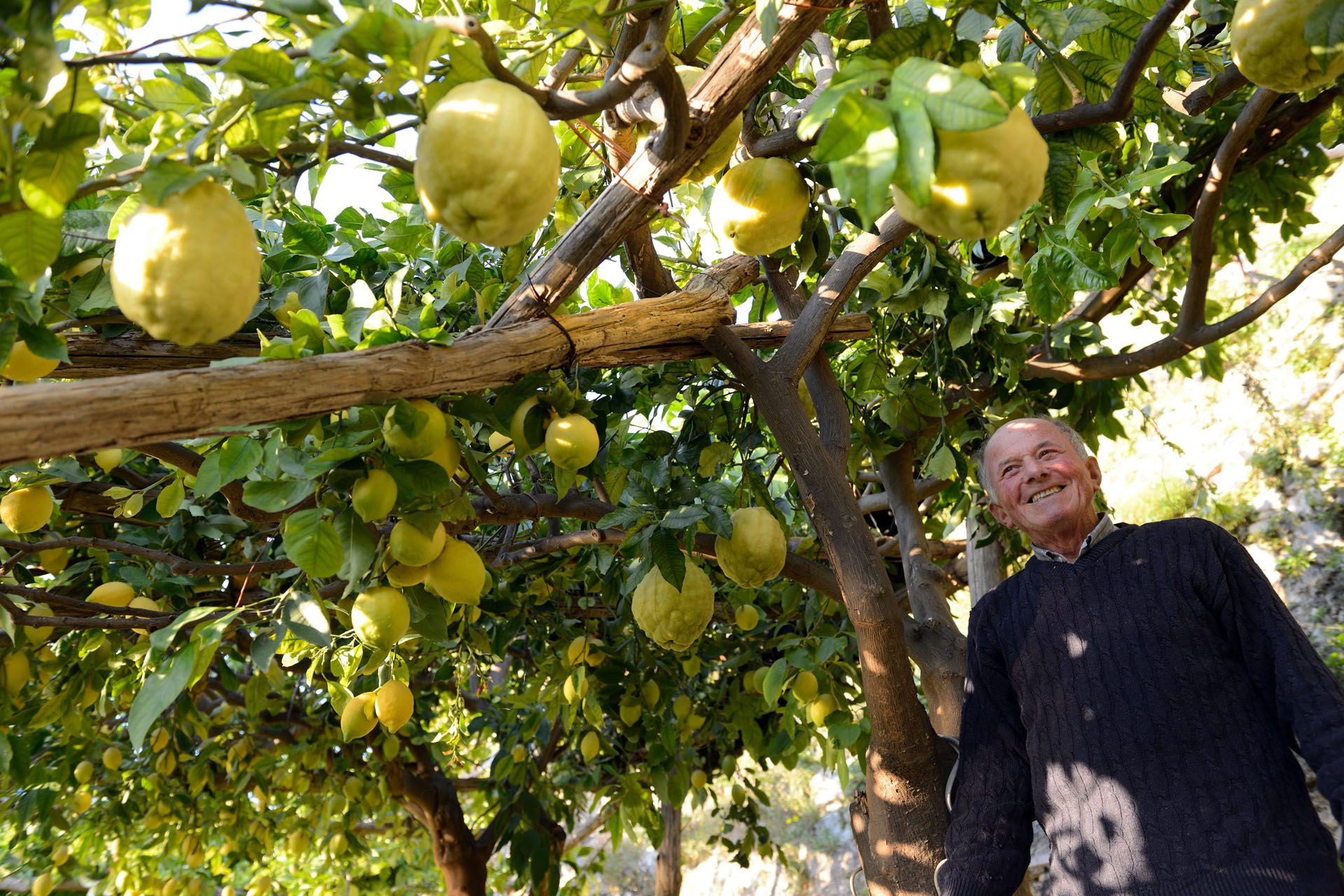 Lemon Tour + Aperitive Deluxe - Image 6