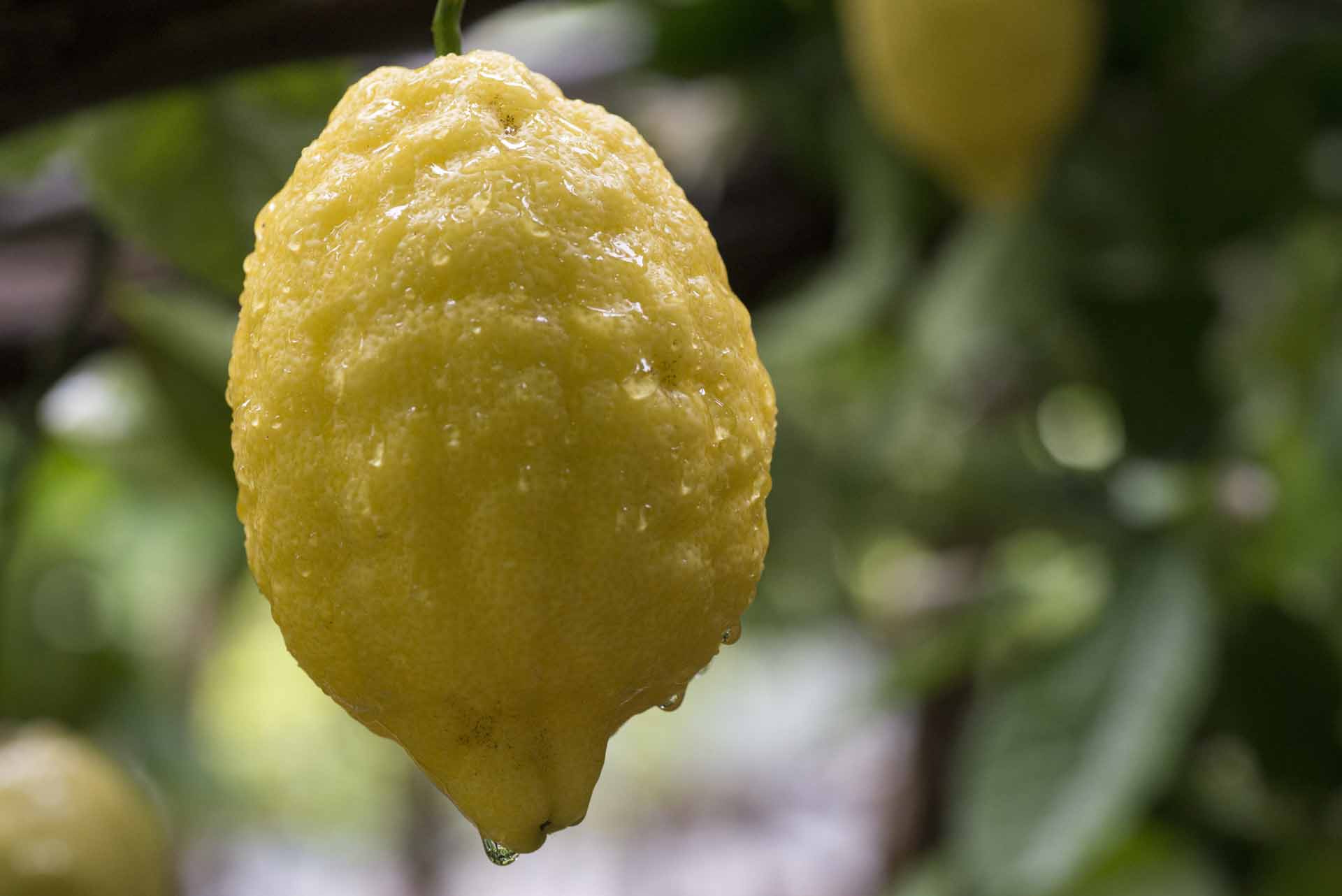 Lemon Tour + Aperitive Deluxe - Image 4